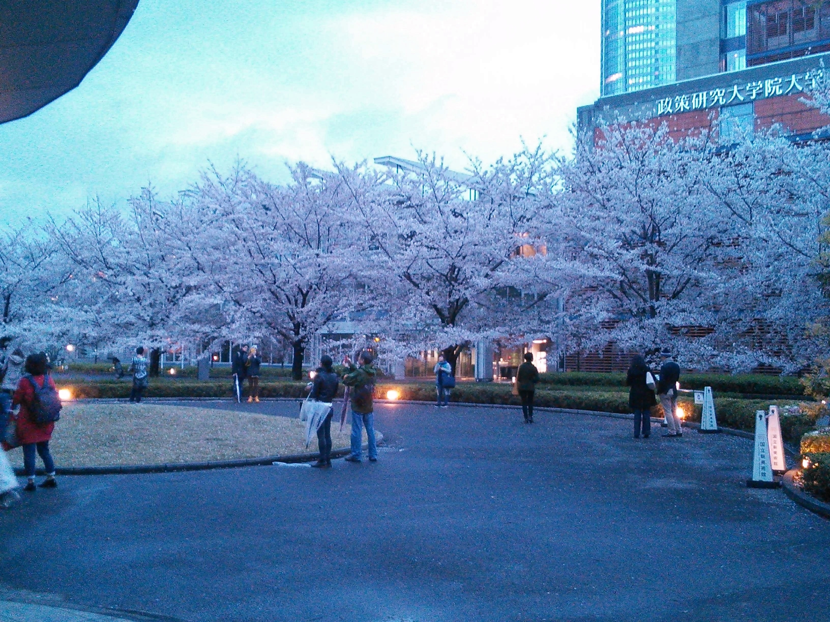 桜・国立新美術館